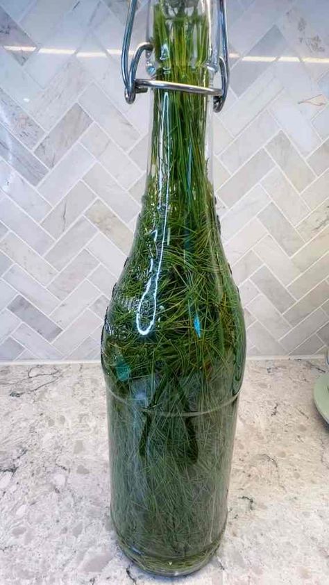 Wild Soda Recipes, Pine Needle Syrup, Pine Soda Recipe, Pine Needle Soda Recipe, How To Make Sprite With Pine Needles, Natural Soda Recipe, Pine Needle Recipes, Pine Needle Sprite, Pine Sprite