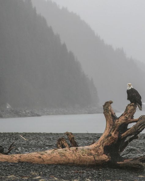 Alaska Wildlife Conservation Center, Alaska Core Aesthetic, Pacific Northwest Coast, Alaskan Aesthetic, Alaska Background, Northwestern Gothic, Gray Vibe, Alaska Aesthetic, Pnw Vibes