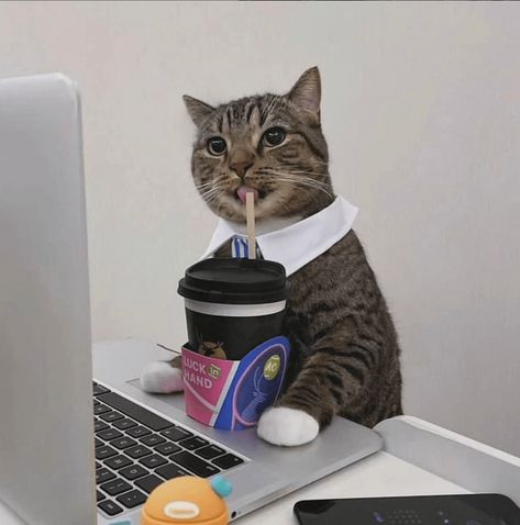 Cat Work, Cheezburger Cat, Silly Cats Pictures, Cat Drinking, Funny Cat Memes, Cute Cats And Kittens, Cat Playing, Cute Cats And Dogs