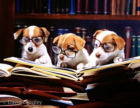 Puppies That Love Reading Jack Russell Dogs, Wearing Glasses, Jack Russell Terrier, Jack Russell, Mans Best Friend, Rottweiler, Puppy Love, Best Dogs, Animal Pictures