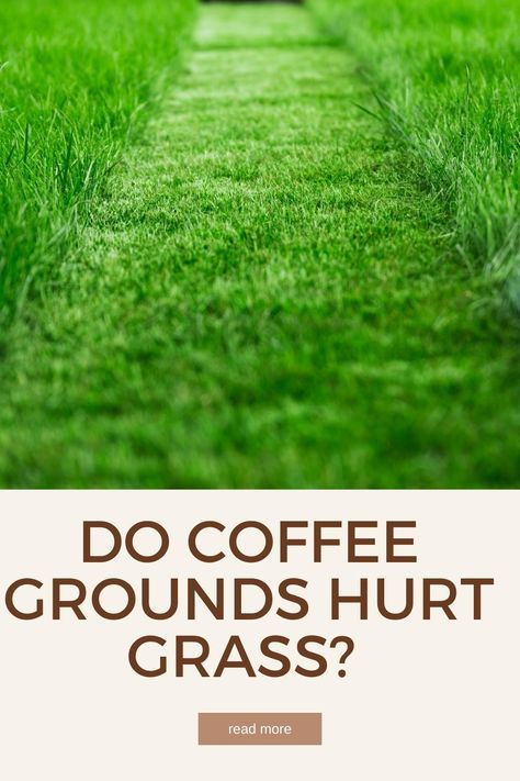 Is Coffee Grounds Bad for Your Lawn? What To Do With Coffee Grounds, Used Coffee Grounds Uses, Coffee Grounds Uses, Which Plants Like Coffee Grounds, Using Coffee Grounds In Garden, How To Use Coffee Grounds In The Garden, Adding Coffee Grounds To Soil, Coffee Grounds In The Garden, Coffee Grounds Garden