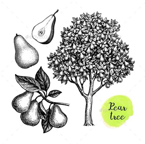 Pear Tree Drawing, Pear Tree Tattoo, Pear Tree Illustration, Pear Sketch, Grandad Tattoo, Pear Tattoo, Pear Drawing, Vegetables Illustration, Woodcut Tattoo