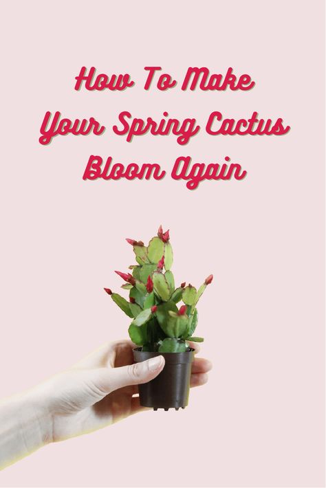 Plants Good For Cats, Indoor Plant Hacks, Plant Organization, Spring Cactus, Christmas Cactus Propagation, Christmas Cactus Care, Cactus Bloom, Christmas Cactus Plant, Easter Cactus