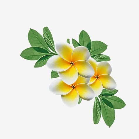 Ketaki Flower, Yellow Flowers Png, Nicaragua Art, Pink Spring Flowers, Png Flowers, Flower Png Images, Flower Background Images, Watercolor Flower Background, Frame Floral