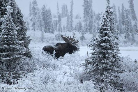 Alaska Moose, Moose Pictures, Moose Hunting, Alaska Photos, Deer Species, Alaska Wildlife, Bull Moose, Photo Mosaic, Elk Hunting