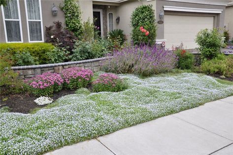 Silver carpet (Dymondia margaretae) | Dymondia Lawn | a type of margaurite | hardy to 20 degrees | Tolerates moderate traffic; good between stepping stones | FRONT YARD Cheap Landscaping Ideas For Front Yard, Cheap Landscaping, Cheap Landscaping Ideas, Lawn Alternatives, Drought Tolerant Garden, Landscaping Inspiration, Easy Landscaping, Front Lawn, Have Inspiration