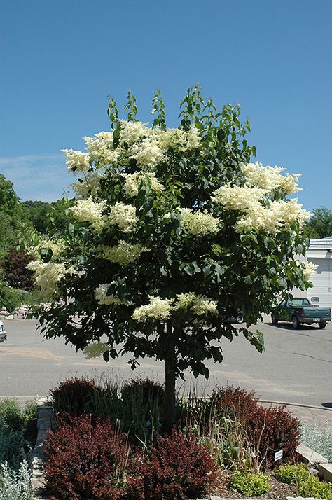 Japanese Lilac, Drought Tolerant Trees, Trees For Front Yard, Japanese Tree, Lilac Tree, Garden Nursery, Landscaping Supplies, Free Plants, Lilac Flowers