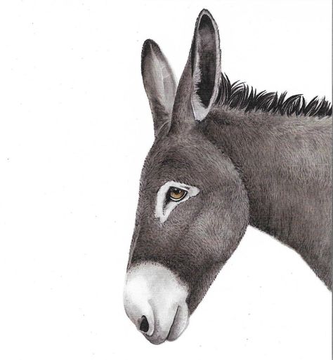 Doug The Donkey Card www.formebydee.com Cute Donkey Drawing Art, Farm Pets, Donkey Drawing, Drawing Horses, Donkey Art, Cute Donkey, Sunday School Crafts For Kids, Childrens Drawings, Horse Drawing