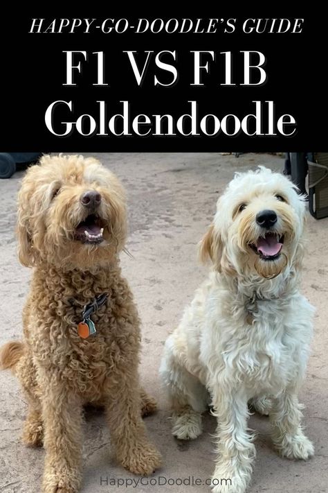 F1 Goldendoodle and F1B Goldendoodle sitting beside each other with the title Happy-Go-Doodle's Guide: The F! VS F1B Goldendoodle Red Goldendoodle, Goldendoodle Grooming, F1b Goldendoodle, Goldendoodle Mom, Australian Labradoodle, You Doodle, Doodle Dog, Goldendoodle Puppy, Purebred Dogs