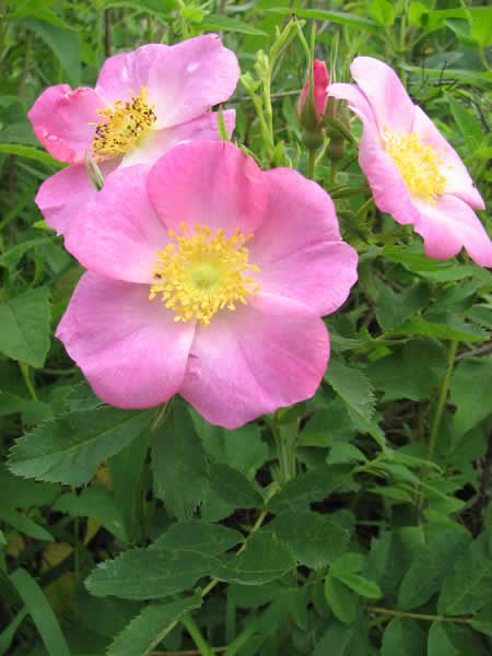 Rose Landscaping, Carolina Rose, Gardening Zones, Plant Tray, Moon Nursery, Rose Seeds, Rare Seeds, Rose Hips, Light Pink Flowers