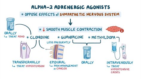 Alpha-2 adrenergic agonists: Nursing Pharmacology - Osmosis Video Library Adrenergic Pharmacology, Pharmacology Nursing Study, Nursing Pharmacology, Adrenergic Receptors, Transdermal Patch, Neurological System, Nursing Process, Medical Student Study, Pharmacology Nursing