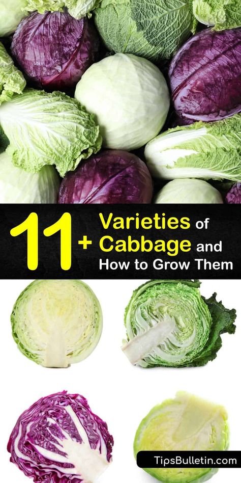 Different Types Of Cabbage, Cabbage Types, Fry Cabbage, Cabbage Varieties, Cabbage Benefits, Types Of Cabbage, Cabbage Plant, Cabbage Seeds, Compost Tumbler