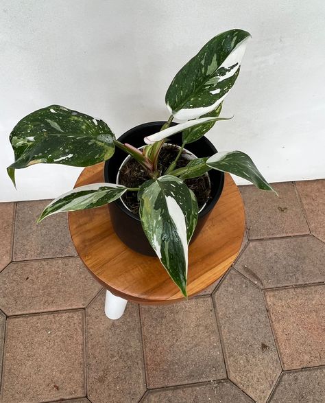 It’s a magical moment when your philodendron white princess throws off her first leaf with pink 🩷👉🏼 #whiteprincessphilodendron #philodendronwhiteprincess #philodendronlover #plants #rareplants #rarehouseplants White Princess Philodendron, Philodendron Erubescens, Philodendron White Princess, Princess Philodendron, White Wizard, The White Princess, White Patches, Small White Flowers, White Princess