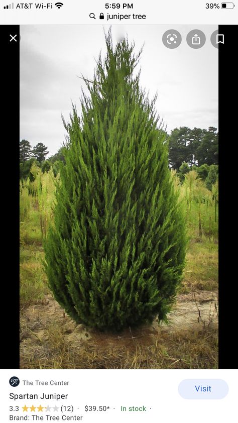 Spartan Juniper Tree, Shade Evergreen Trees, Spartan Juniper Landscaping, Juniper Spartan, Spartan Juniper, Juniperus Chinensis, Evergreen Landscape, Growing Trees, Juniper Tree