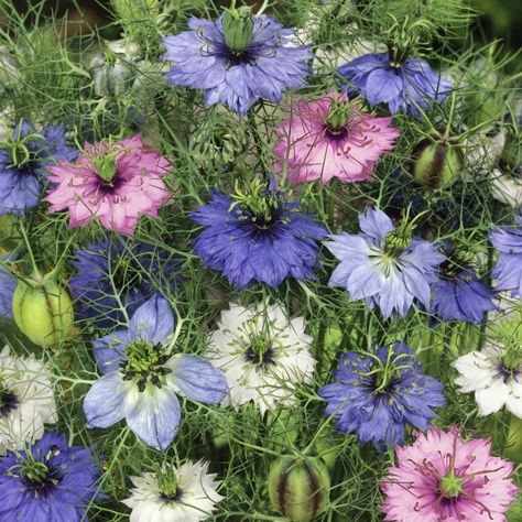 Nigella Seeds - Love-In-A-Mist Flower Seed Mix Blue Nigella, Mist Flower, Nigella Damascena, Amaranth Flower, Love In A Mist, Globe Amaranth, Shade Garden Plants, Nigella Seeds, Purple Garden