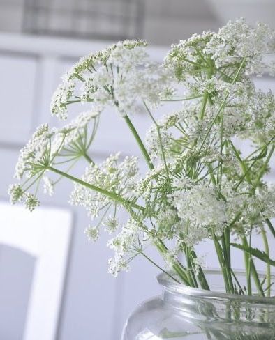 Queen Anne's lace flowers Collection Board, Queen Anne's Lace Flowers, Flower Identification, Cow Parsley, Queen Anne's Lace, Queen Annes Lace, Lace Flowers, Queen Anne, Beautiful Flowers