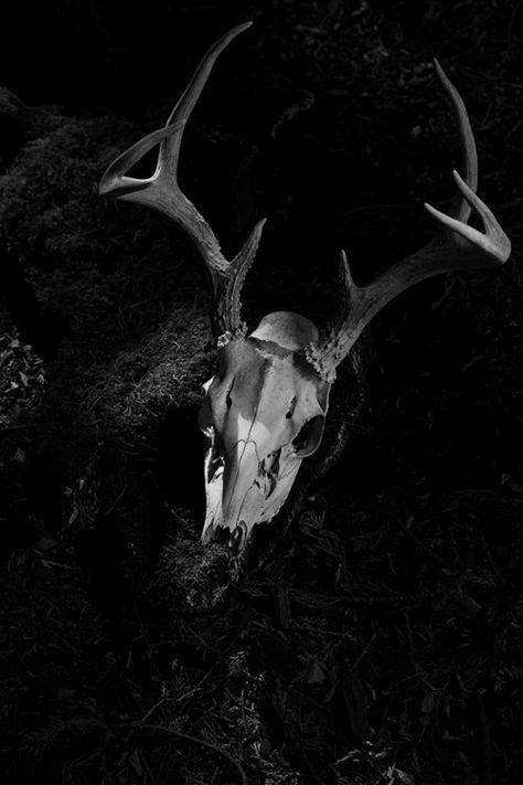 DarkKinetik13 Welcome Foolish Mortals, Bone Collector, Foolish Mortals, Pomegranate Art, Black Beast, Vulture Culture, Deer Skull, Cross Bones, Forest Photos