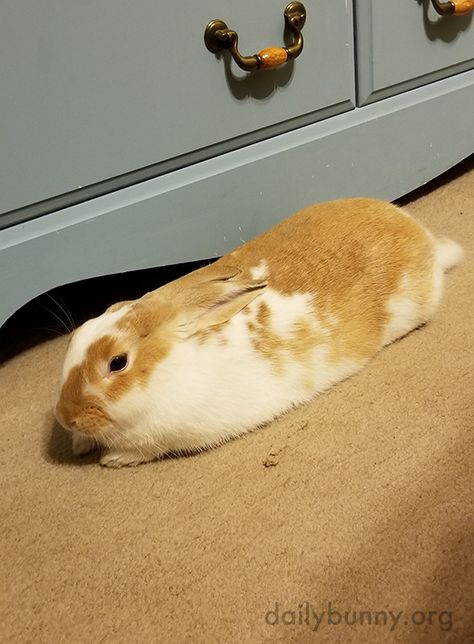 Bunny makes a very aerodynamic loaf - December 17, 2018 Bunny Loaf, Bunny Lop Eared, Bunny Pumpkin, Bunnies Sleeping, Bunny Pet Aesthetic, Bunny Buns, Bashful Bunny, Bunny Pics, Daily Bunny