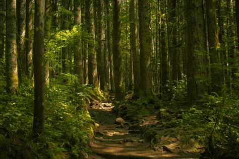 Forest GIF - Find & Share on GIPHY Desert Sahara, Arte Gif, Forest Background, Forest Trail, Forest Path, Arte Obscura, Chiba, Tree Forest, Nature Gif