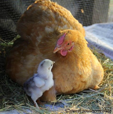 Pet Chicken, Beautiful Chickens, Chicken Chick, Cute Chickens, Chickens And Roosters, 수채화 그림, Chicken Breeds, Pet Chickens, Baby Chicks