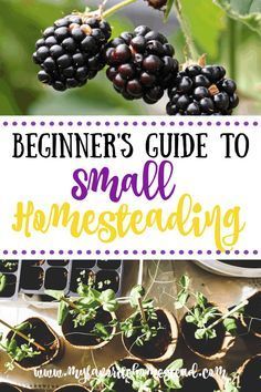 How To Live Off Your Garden, Mini Farming For Beginners, Learn To Garden, Small Beginner Homestead, Growing Food In Small Spaces, Self Sufficient Garden Layout, Starting A Small Garden, Small Yard Homesteading, Small Beginner Garden