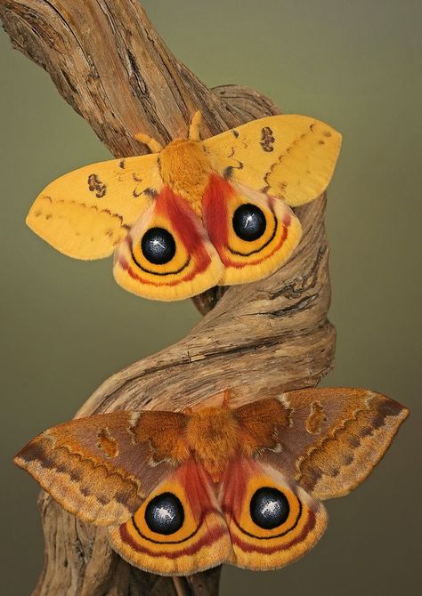 io moth: male above & female below Pretty Moths, Beautiful Moths, Io Moth, Photo Papillon, Colorful Moths, Insect Taxidermy, Beautiful Wings, Butterfly Artwork, Moth Caterpillar