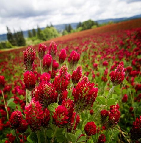 Photo of the Day - Field of red flowers | Gadling.com Williamette Valley #FlowerShop Field Of Red Flowers, Bedroom Pics, Explore Oregon, Home Grown Vegetables, Red Clover, Willamette Valley, Illustration Ideas, Background Beautiful, Colorful Plants