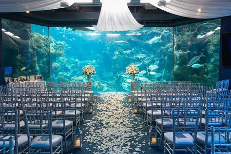 Unique Wedding Ceremony Decor, Fish Tank Outdoor, Petal Aisle Runner, Petal Aisle, Florida Aquarium, Unique Wedding Ceremony, Tampa Wedding Venue, Aquarium Wedding, Bridal Expo