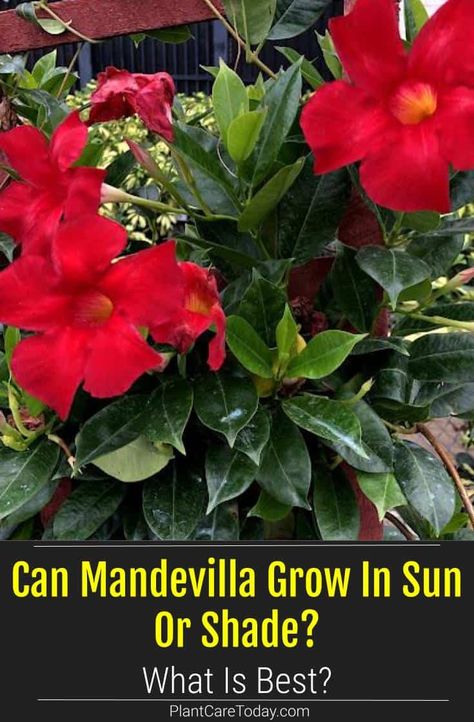 Mandevilla Vine Ideas Pots, Mandevilla Planter Ideas, Mandeville Vine, Mandeville Plant, Mandevilla Plant, Growing In Containers, Mandevilla Vine, Container Gardening Flowers, Gardening Hacks