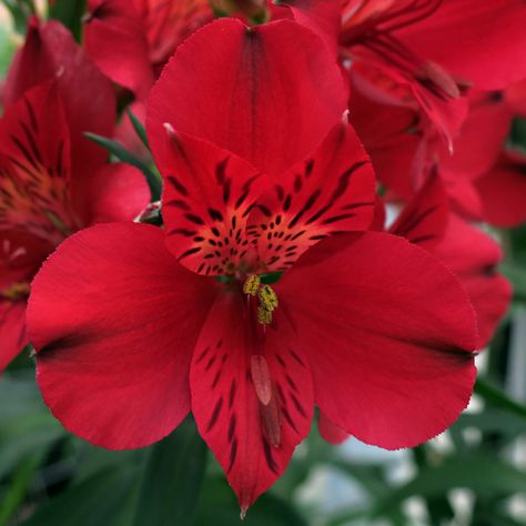 This Is the Red & White Alstroemeria Season - Article on Thursd Red Alstroemeria, White Alstroemeria, Red Bouquets, Rice Flower, White Range, Open Days, Red Bouquet, Green Accents, Mailbox