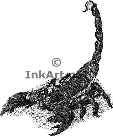 i wnat this tattooed on my right foot, because, i almost lost my life to s little bark scorpion when i was about 4 years old. now i look back and think wow God kept me around for something big... Bark Scorpion, Emperor Scorpion, Scorpio Tattoo, Best Zodiac Sign, Scorpion Tattoo, Zodiac Tattoo, Back Tattoo, Scorpion, Tattoo Design