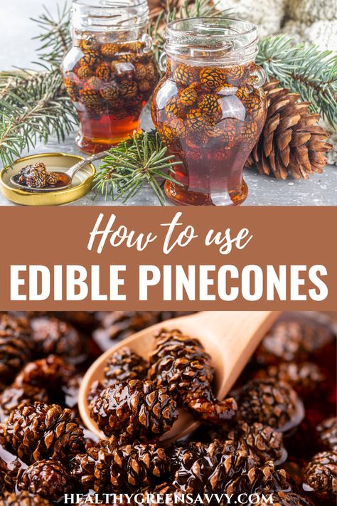 Ever noticed all those pinecones hanging around in winter and wondered if you can eat them? Which pine cones are edible depends on the time of year as well as the type of tree. Here's what you should know about foraging and using pine cones in you're curious to try them. | edible wild plants | foraging guides | pinecones edible | uses for pinecones | medicinal plants | Medicinal Wild Plants, Spruce Tips, Edible Flowers Recipes, Wild Food Foraging, Foraging Recipes, Edible Wild Plants, Loose Leaf Teas, Foraged Food, Herbal Recipes