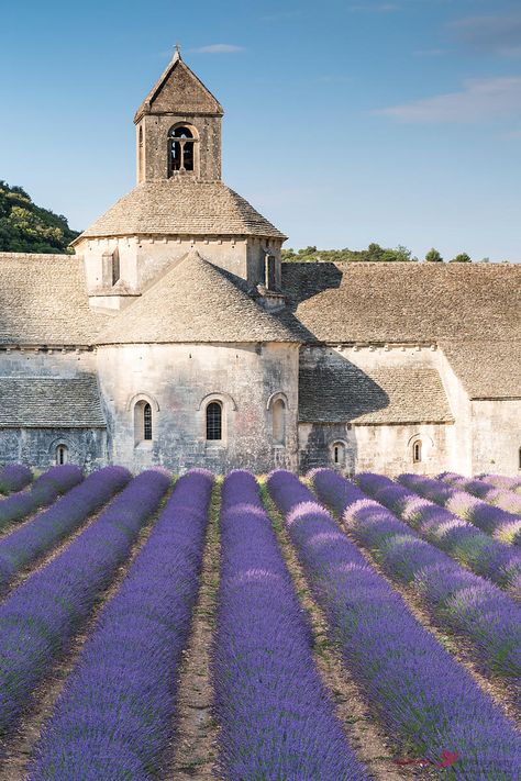 Lavender Fields France, France Provence, Farmhouse Paint Colors, Farmhouse Paint, Travel France, Lavender Field, Lavender Farm, Provence France, French Countryside