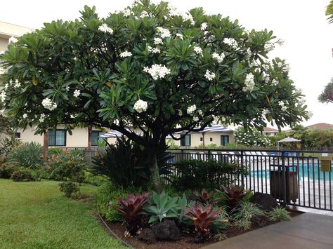 Plumeria tree Frangipani Garden, Plumeria Pudica, Frangipani Tree, Feature Tree, Plumeria Tree, Trees For Front Yard, Tropical Landscape Design, Front Garden Landscape, Tropical Landscape