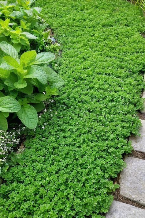 11 Perennial Ground Cover Plants Ground Cover To Plant In Fall, Ground Cover Around Pool, Ice Plant Ground Cover, Shade Ground Cover Perennial, Mint Ground Cover, Ground Cover That Chokes Out Weeds, Alternative Ground Cover, Walkable Ground Cover, Ground Cover For Slopes