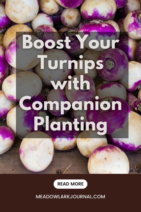 turnip companion planting Growing Turnips, Growing Mint, Flea Beetles, Attracting Beneficial Insects, Turnips, Plant Guide, Sustainable Garden, Soil Health, Soil Improvement