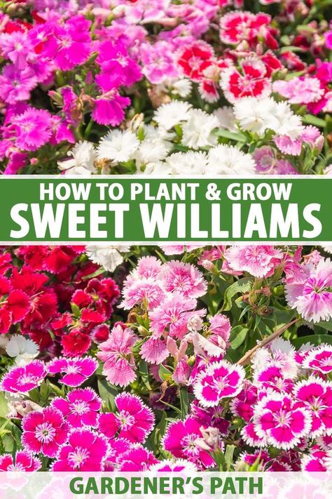 With bright colors and a lovely, sweetly spicy scent of cloves, sweet william (Dianthus) flowers are a welcome addition to beds and borders, flowering in late spring and reblooming lightly through summer. Join us for a look at how to plant and grow these flowers now on Gardener's Path. #sweetwilliams #gardenerspath Dianthus Sweet William, Sweet William Dianthus, Sweet Williams Flowers, Dianthus Flowers Landscape, Sweet William Flowers, Front Yard Flowers, Repotting Plants, Border Flowers, Spicy Perfume