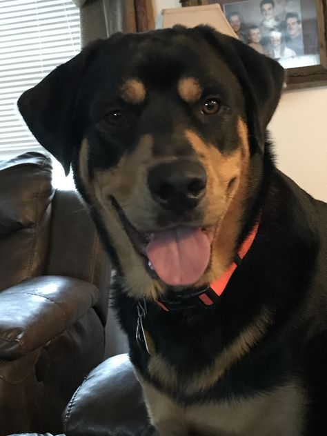 He’s a Rottweiler lab mix who last weighed in at 140 lbs of love and slobbers. Lab Rottweiler Mix Dogs, Rottweiler Lab Mix Dogs, Rottweiler Mix Dogs, Lab Mix Dogs, Rottweiler Mix Puppies, Rottweiler Mix, Pound Puppies, 140 Lbs, Labrador Retriever Mix