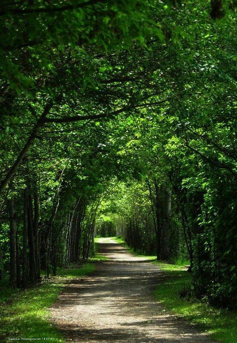 Tree weaver 숲 사진, Tree Tunnel, Image Nature, Wildlife Sanctuary, Dirt Road, Alam Yang Indah, Green Gables, Green Trees, Nature Aesthetic