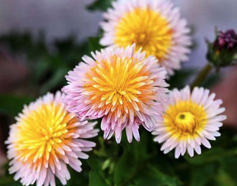 Pink Dandelion, Yellow Dandelion, White Dandelion, Rare Seeds, Seed Shop, Dandelion Seed, Vegetable Seeds, Hardy Perennials, Herb Seeds