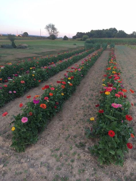 Zinnias in rows Zinnia Garden, Flower Garden Plans, Cut Flower Farm, Landscaping Ideas On A Budget, Backyard Flowers, Zinnia Flowers, Flower Farmer, Cut Flower Garden, Front Yard Landscaping Ideas