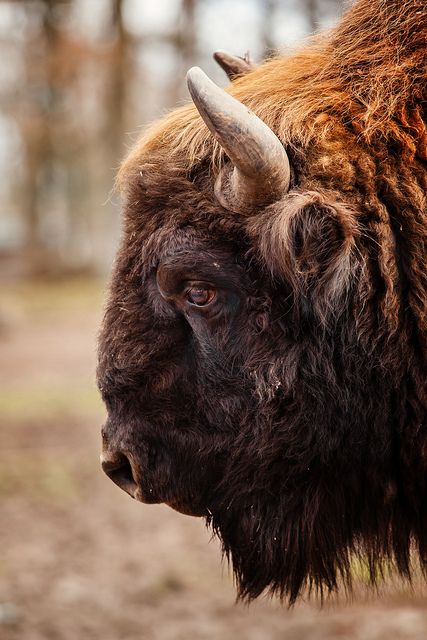 This is a bison. It is not a Buffalo. Buffalo look like cows. Bison do not. Dogs Images, Wild Kingdom, American Bison, Animal References, Mule Deer, Manx, Animal Planet, The Animals, Animal Photo