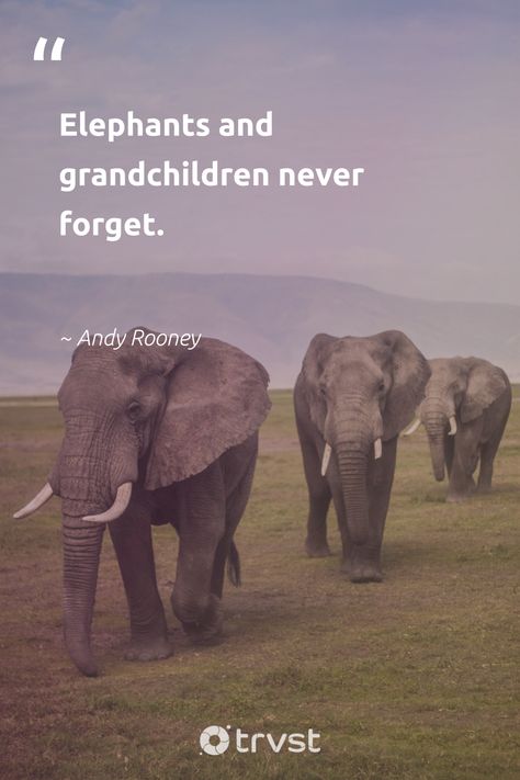 "Elephants and grandchildren never forget." - Andy Rooney #trvst #quote #elephants #explore #thinkgreen #animals #socialimpact #elephant #ecoconscious #wildlife #bethechange #naturelovers 📷 @mr_chief on unSplash Elephant Quotes Inspirational, How To Eat An Elephant Quote, Elephant Quotes Strength, Elephant Friendship Quotes, Elephant Motivational Quotes, Elephant Quotes, Elephant Sketch, Elephant Wallpaper, Elephant Images