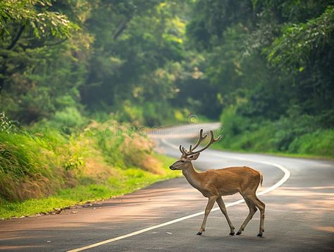 Deer Crossing a Serene Forest Road royalty free stock photos Deer With Antlers, Lush Green Forest, Deer Crossing, Serene Forest, Animal Ideas, Forest Bathing, Forest Road, Cross Roads, Winding Road