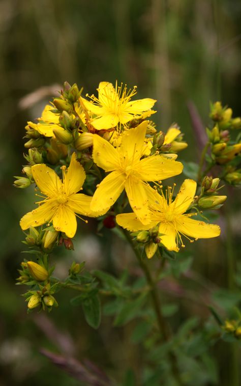 Healing Weeds: St John’s Wort St Johns Wort Plant, Hypericum Perforatum, Folk Medicine, Animals Food, Florida Plants, Herbal Magic, Nothing But Flowers, Wild Edibles, Wild Plants