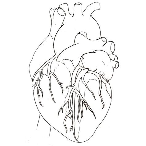 Realistic Heart Tattoo, Realistic Heart, Tattoo Line Art, Advanced Higher Art, Tattoo Line, Skeleton Hand Tattoo, Unique Drawings, Heart Drawing, Medical Art