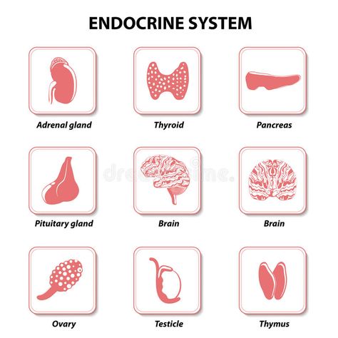 Endocrine System Activities, Public Health Quotes, Endocrine System Hormones, Endocrine System Nursing, Kids Nutrition Education, Cranial Nerves Mnemonic, Adrenal Gland, Medical Words, Systems Art