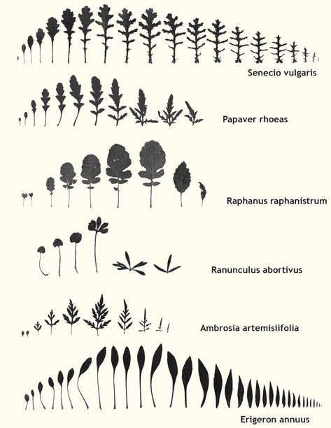 Goethe and the Evolution of Science — The Nature Institute Plant Drawings, Parts Of A Plant, Plant Drawing, Year 2024, The Nature, True Friends, Science And Nature, Natural World, Family Portraits