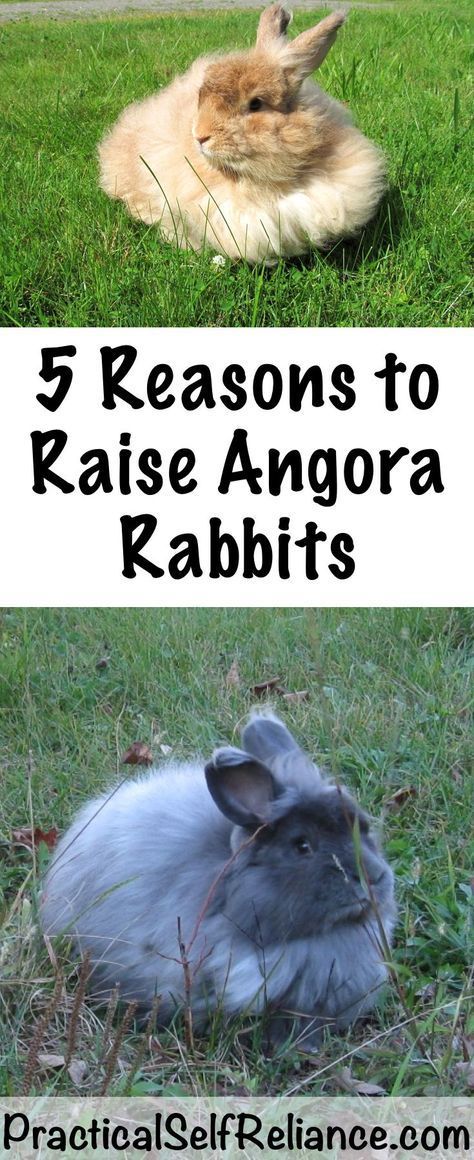 5 Reasons to Raise Angora Rabbits - Practical Self Reliance French Angora Rabbit, English Angora Rabbit, English Angora, Raising Turkeys, Pet Rabbit Care, Rabbit Farm, Meat Rabbits, All About Rabbits, Raising Rabbits