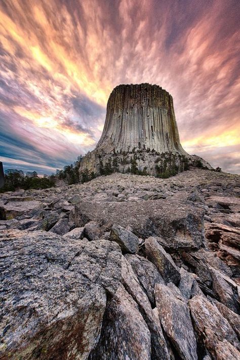 Plate Tectonic, Devils Tower Wyoming, Lost Forest, Devils Tower National Monument, Devils Tower, Tree Stumps, Giant Tree, Holiday Places, Ancient Tree